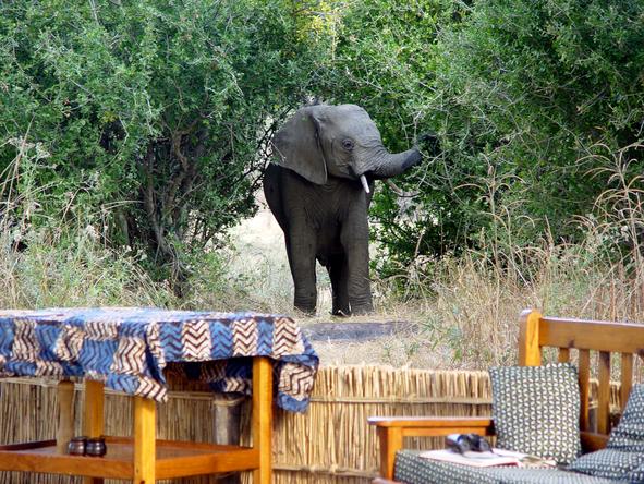 Mwamba Bush Camp - Wild Visitors 